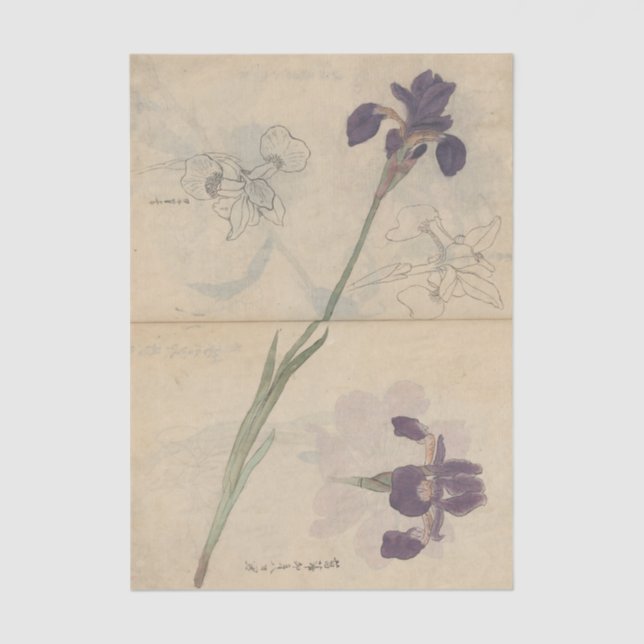 Sketchbook Pl. 085 by Ariyoshi Kondo Tissue Paper (Front)