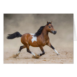 Skewbald American Miniature Horse Running In Dust Cards