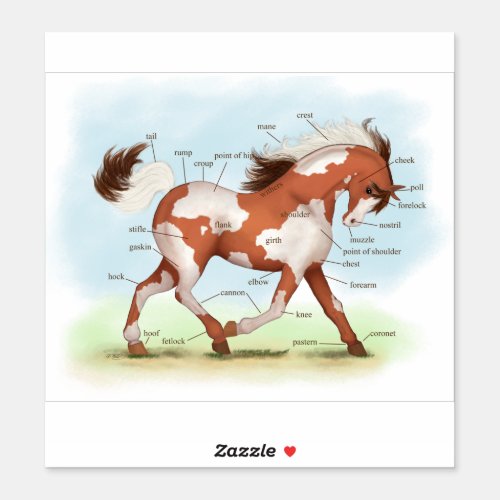 Skewbald Paint Pinto Pony Horse Anatomy Chart Sticker
