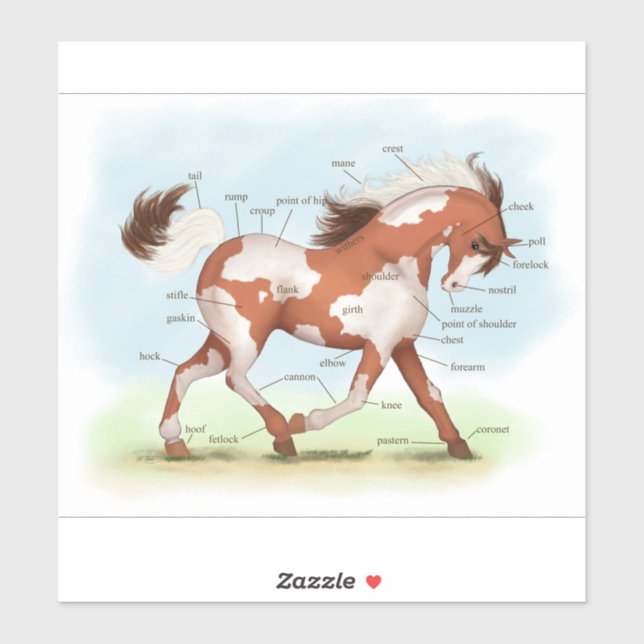 Skewbald Paint Pinto Pony Horse Anatomy Chart Sticker (Sheet)