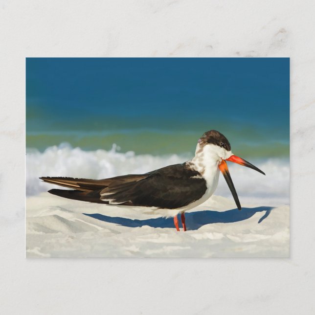 Skimmer Bird at the Beach  Postcard (Front)