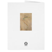 Skimmer Dragonfly Insect Female (CC BY 4.0) (Back)