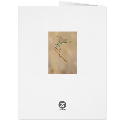 Skimmer Dragonfly Insect Female (CC BY 4.0) (Back)