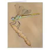 Skimmer Dragonfly Insect Female (CC BY 4.0) (Front)