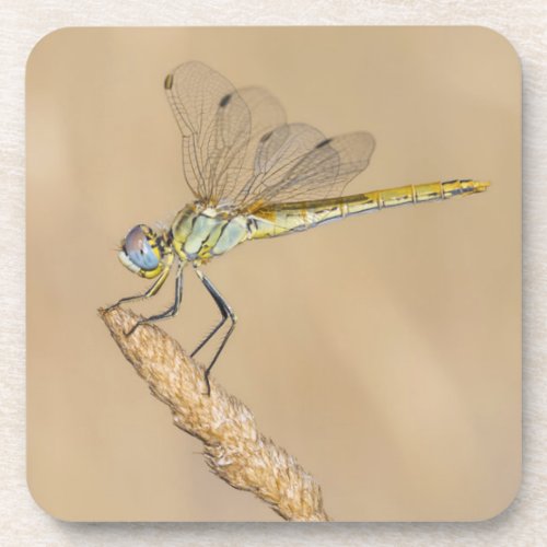 Skimmer Dragonfly Insect Female CC BY 40 Beverage Coaster