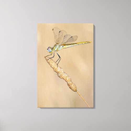 Skimmer Dragonfly Insect Female CC BY 40 Canvas Print