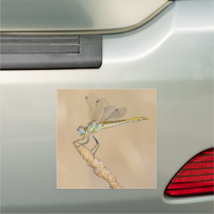 Skimmer Dragonfly Insect Female (CC BY 4.0) Car Magnet
