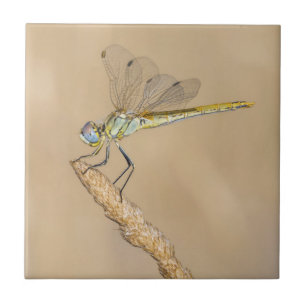 Skimmer Dragonfly Insect Female (CC BY 4.0) Ceramic Tile