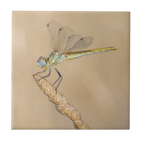 Skimmer Dragonfly Insect Female CC BY 40 Ceramic Tile