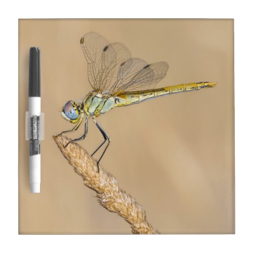 Skimmer Dragonfly Insect Female CC BY 40 Dry Er Dry Erase Board