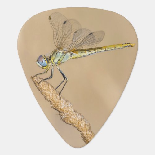 Skimmer Dragonfly Insect Female CC BY 40 Guitar Pick
