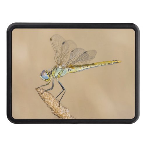Skimmer Dragonfly Insect Female CC BY 40 Hitch  Hitch Cover