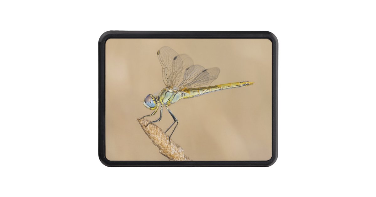 Skimmer Dragonfly Insect Female (CC BY 4.0) Hitch Hitch Cover Zazzle