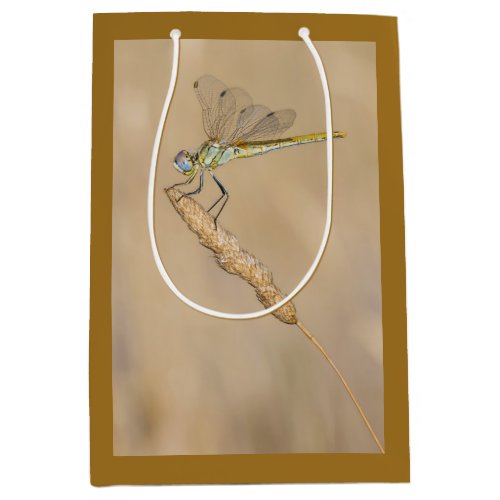 Skimmer Dragonfly Insect Female CC BY 40 Medium Medium Gift Bag