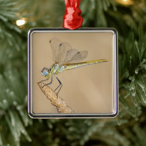 Skimmer Dragonfly Insect Female CC BY 40 Metal  Metal Ornament