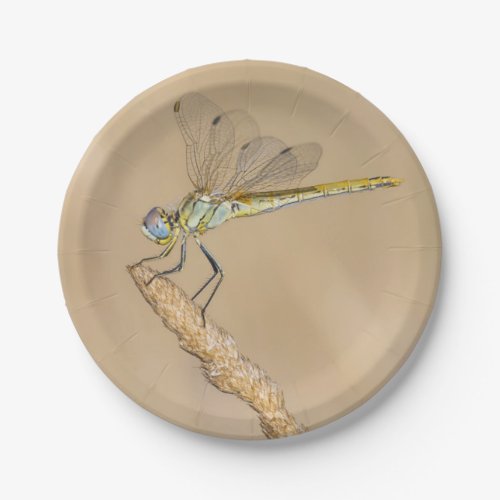 Skimmer Dragonfly Insect Female CC BY 40 Paper Plates