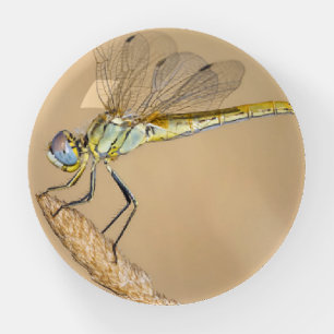 Skimmer Dragonfly Insect Female (CC BY 4.0) Paperweight