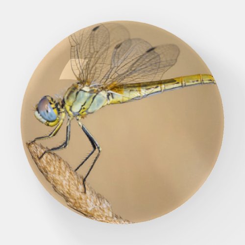 Skimmer Dragonfly Insect Female CC BY 40 Paperweight