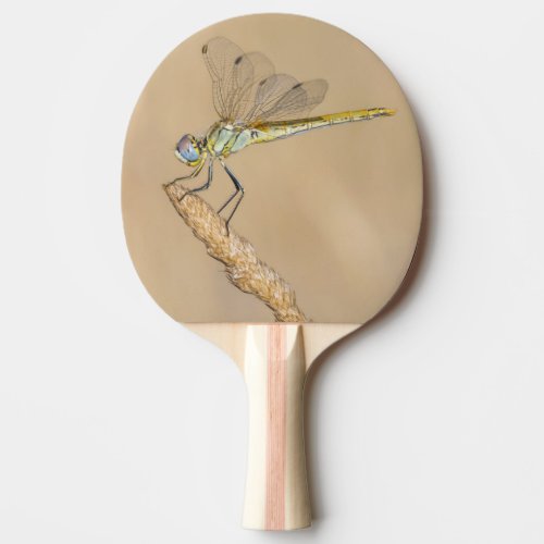 Skimmer Dragonfly Insect Female CC BY 40 Ping P Ping Pong Paddle