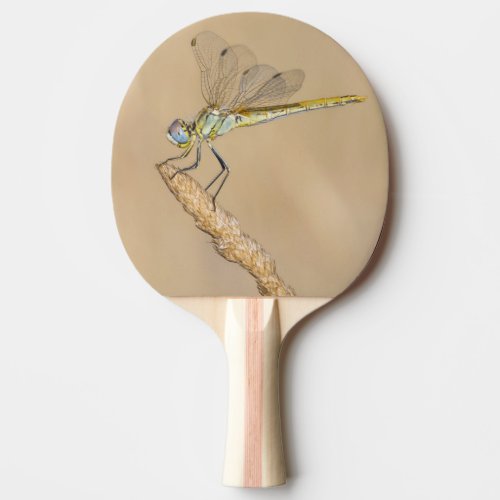 Skimmer Dragonfly Insect Female CC BY 40 Ping Pong Paddle