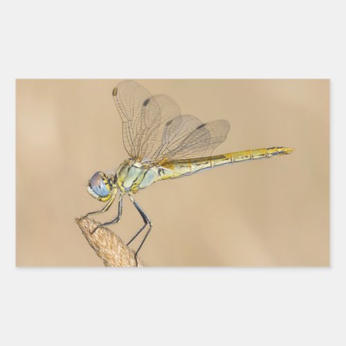 Skimmer Dragonfly Insect Female CC BY 40 Rectangular Sticker