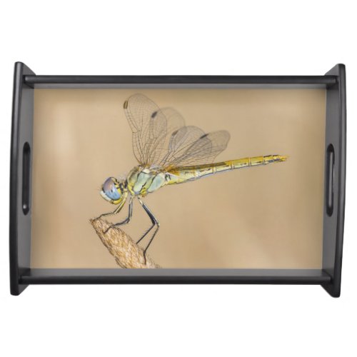 Skimmer Dragonfly Insect Female CC BY 40 Servin Serving Tray