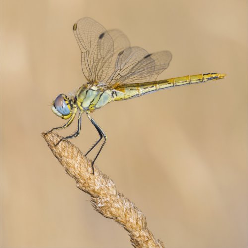Skimmer Dragonfly Insect Female CC BY 40 Sticker