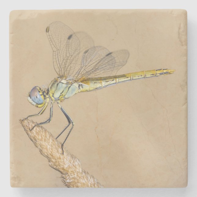 Skimmer Dragonfly Insect Female (CC BY 4.0) Stone  Coaster (Front)