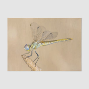 Skimmer Dragonfly Insect Female (CC BY 4.0) Tissue Paper