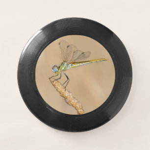 Skimmer Dragonfly Insect Female (CC BY 4.0) Wham-O Frisbee