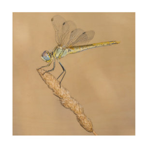 Skimmer Dragonfly Insect Female (CC BY 4.0) Wood Wall Art