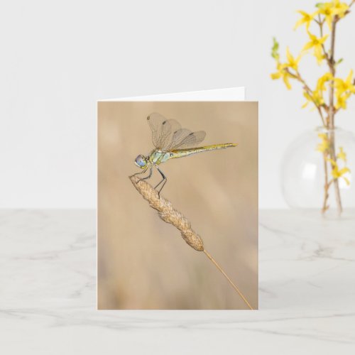 Skimmer Dragonfly Insect Female CC BY 40 Wooden Card