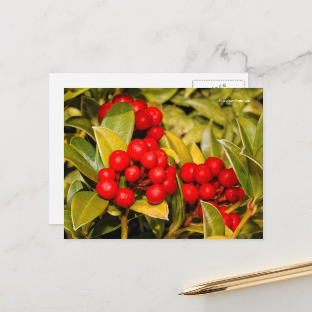 Skimmia Japonica Berries and Leaves Postcard (Front/Back In Situ)