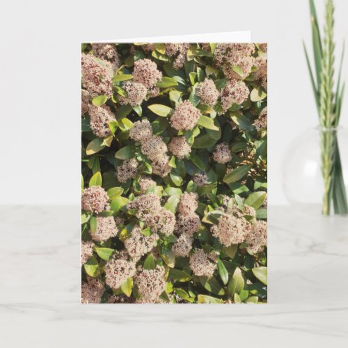 Skimmia Japonica in the Park Card