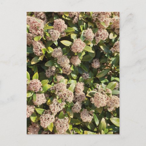 Skimmia Japonica in the Park Postcard