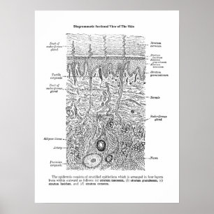 Skin Anatomy Dermatology Decor Print 1