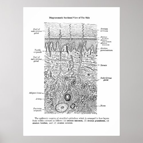 Skin Anatomy Dermatology Decor Print 1