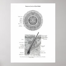 Skin and Hair Anatomy Print 3 Decor Gift