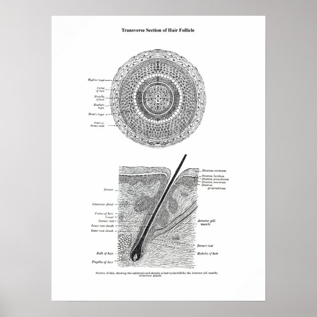 Skin and Hair Anatomy Print 3 Decor Gift (Front)