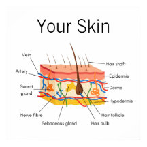 Skin Hair Anatomy Chart