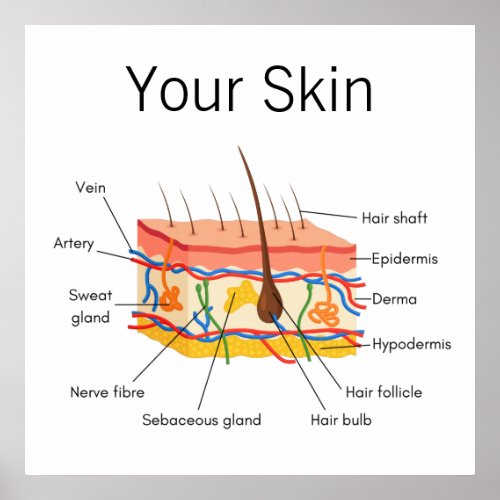 Skin Hair Anatomy Chart
