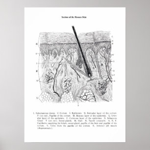 Skin Section Anatomy print 2.