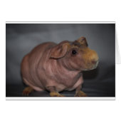 Skinny Pig (Front Horizontal)