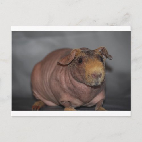 Skinny Pig Postcard