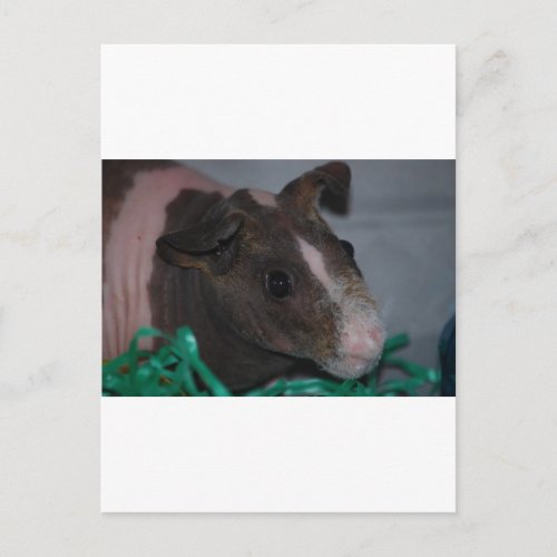 Skinny Pig with Easter Eggs Holiday Postcard