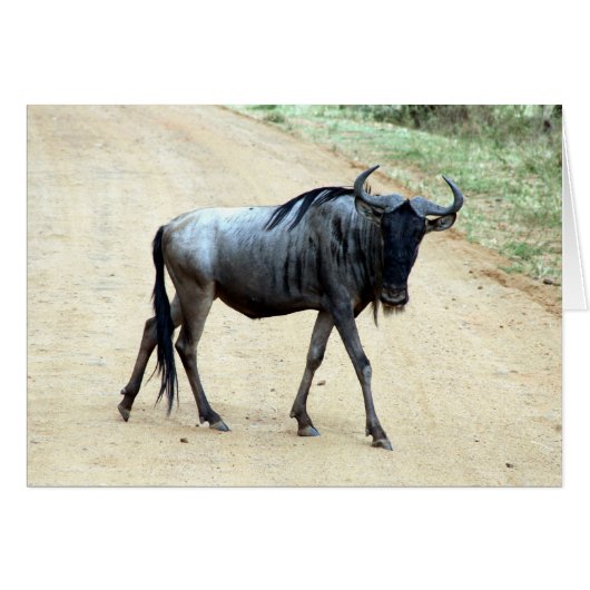 skinny wildebeest cards (Front Horizontal)