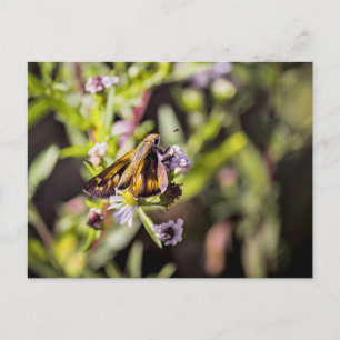 Skipper Butterfly Holiday Postcard