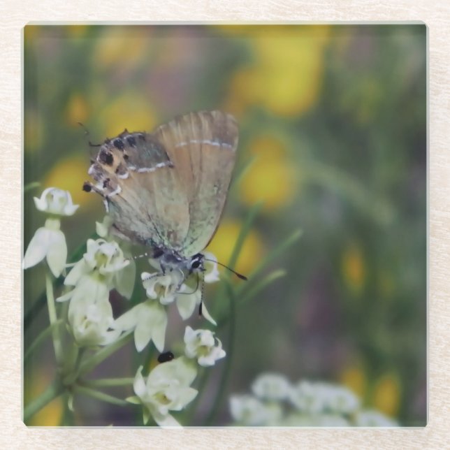 Skipper butterfly on a flower glass coaster (Front)