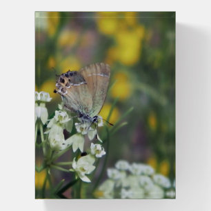 Skipper butterfly on a flower paperweight