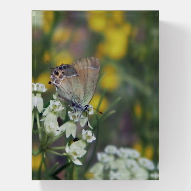 Skipper butterfly on a flower paperweight (Vertical)